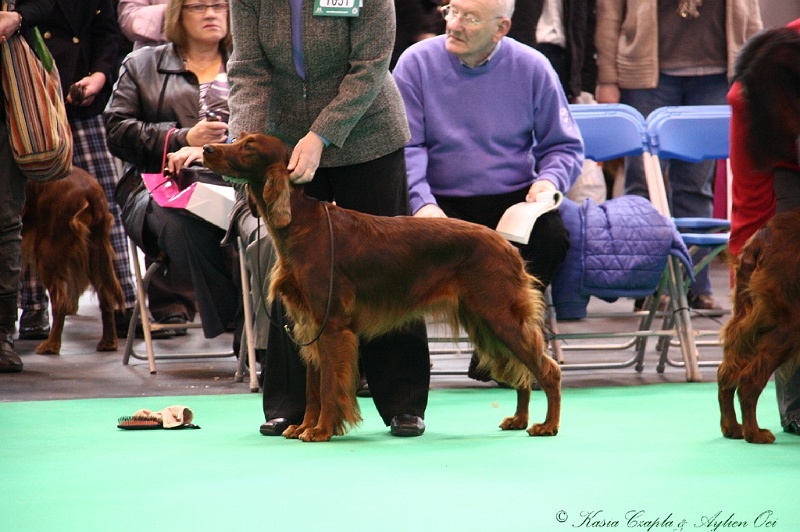 Crufts2011 312.jpg